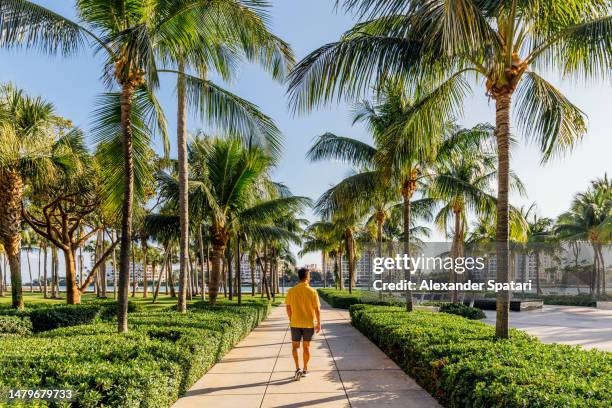 man walking along palm trees in miami beach, florida, usa - florida stock pictures, royalty-free photos & images