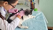 Examination of cat ear and tympanic membrane in veterinary clinic
