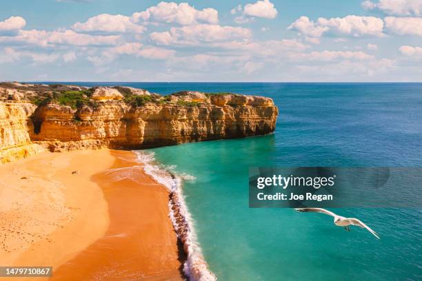 coastline. seagull. albufeira, portugal - albufeira beach stock pictures, royalty-free photos & images