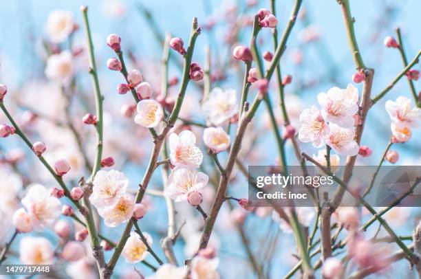 plum blossoms and buds - february background stock-fotos und bilder