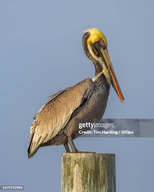 Closeup Of Kingfisher Perching On Wooden Post Against Clear Sky Port Aransas Texas United States Usa High-Res Stock Photo