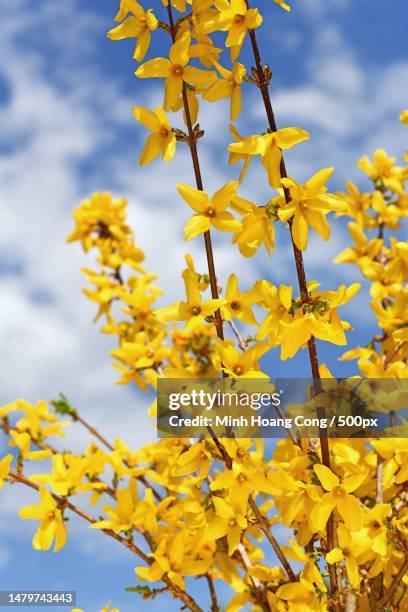 low angle view of yellow flowering plant against sky,france - forsythia stock pictures, royalty-free photos & images