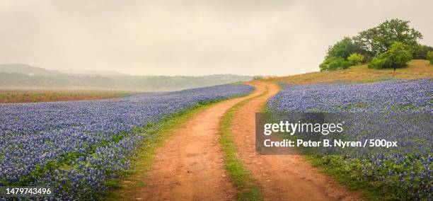 scenic view of lavender field against sky - pedestrian walkway stock pictures, royalty-free photos & images