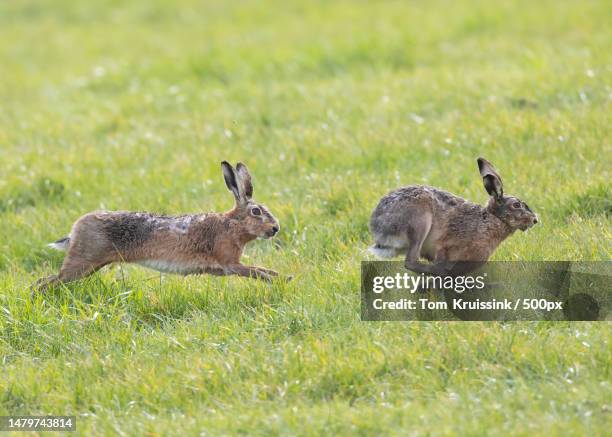 side view of rabbits on field,lierderholthuis,netherlands - brown hare stockfoto's en -beelden