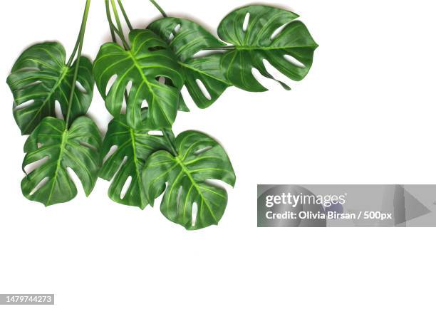 tropical monstera palm leaves tree background,romania - photosynthesis stock-fotos und bilder