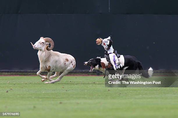 One of Tim "WILD THANG" Lepard's monkey and dog rodeo teams preform at the Bowie Baysox vs the Reading Phillies game at Prince George's Stadium in...