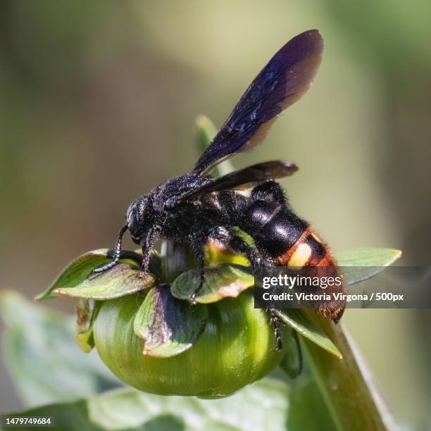black and orange blue-winged digger wasp scolia dubia on a dahlia flower bud,new york,united states,usa - scolia stock pictures, royalty-free photos & images