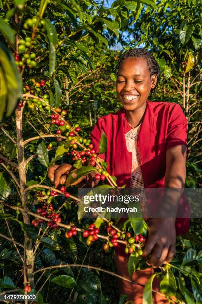 young african woman collecting coffee cherries, east africa - ethiopia coffee bildbanksfoton och bilder