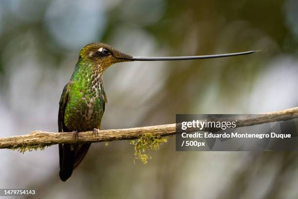 close-up of hummingtropical bird perching on branch,monserrate,colombia - monserrate bogota stock pictures, royalty-free photos & images