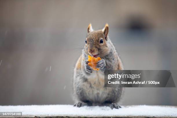 close-up of squirrel eating food on snow,oakville,ontario,canada - gray squirrel foto e immagini stock