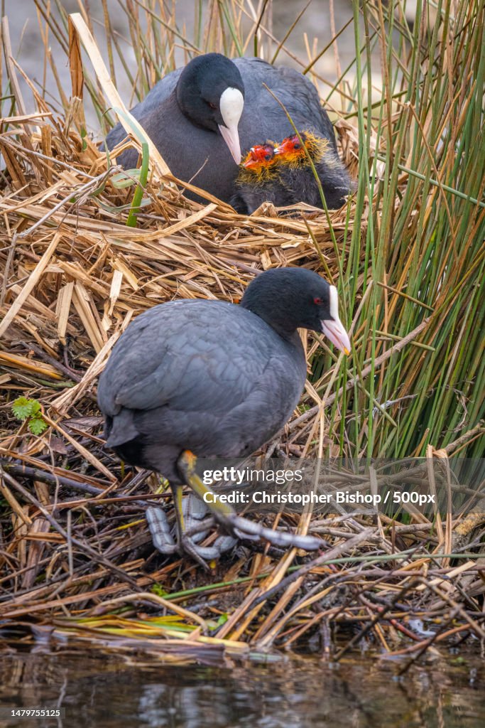 Close-up of birds perching on field,United Kingdom,UK