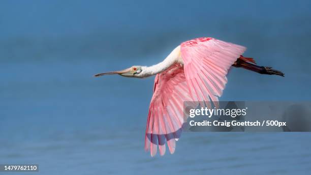 close-up of roseate spoonbill flying over lake,sanibel island,florida,united states,usa - ヘラサギ ストックフォトと画像