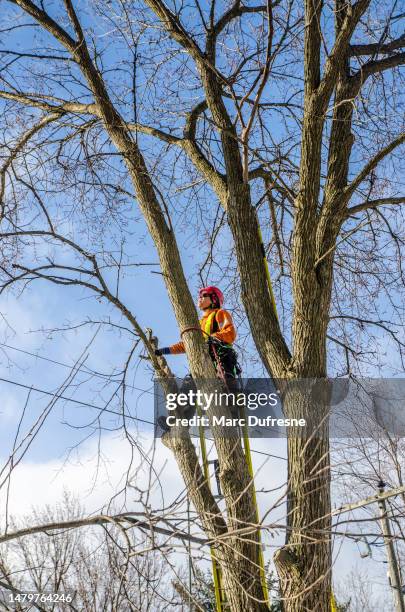 Tree Pruning Ladder Photos and Premium High Res Pictures - Getty Images