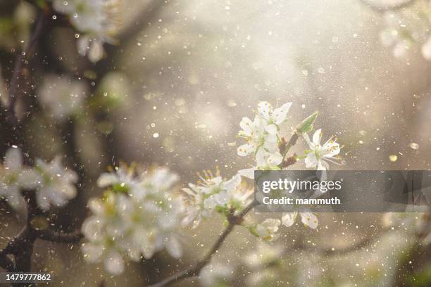 blumen mit pollen in der luft - frühling pollen stock-fotos und bilder