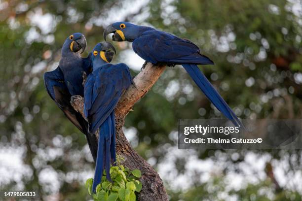 macaw family - hyacinth macaw stock pictures, royalty-free photos & images