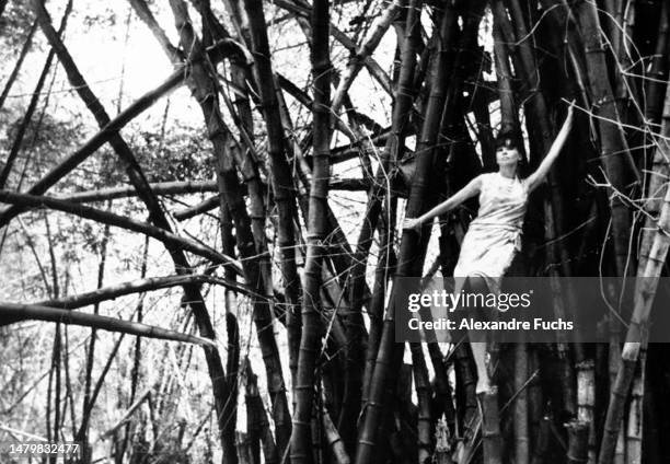 Actress Leslie Caron poses climbing over a bamboo forest while at Jamaica in 1963.