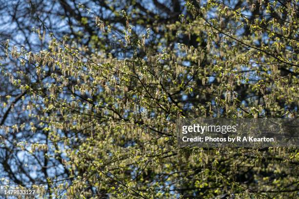 the hanging flowers of a hornbeam tree in spring - hornbeam ストックフォトと画像