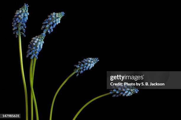 grape hyacinth - muscari - fotografias e filmes do acervo