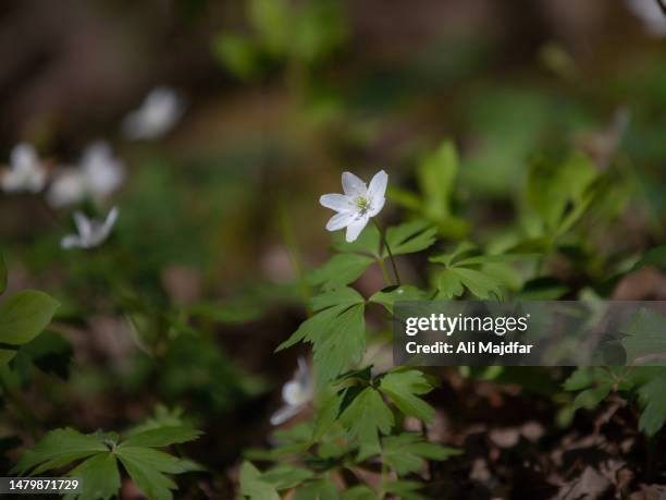 Blood Root Spring 174 Bloodroot Stock Photos, High-Res Pictures, and Images - Getty Images