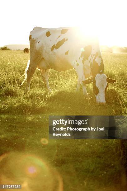 dairy cow grazing - cows grazing photos et images de collection