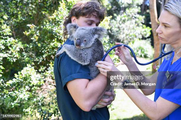 Byron Bay Wildlife Hospital Head of Veterinary Services, Dr. Bree Talbot, uses a stethoscope to listen to two year old Lizzie the koala during her...