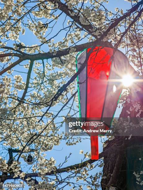 japanese lantern cherry blossom spring - lantern festival cherry blossom photos et images de collection