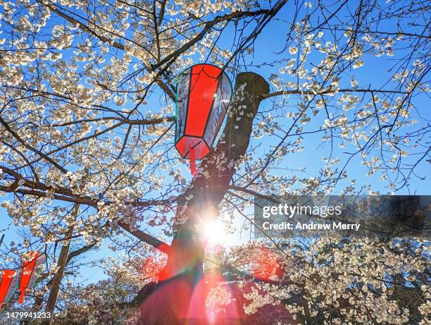 cherry blossom japanese lanterns spring sun - lantern festival cherry blossom photos et images de collection