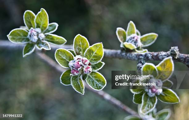 apple tree flowers on a cold springtime morning - geada imagens e fotografias de stock