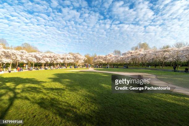 people enjoying the tree blossom in amstelveen near amsterdam, holland - hanami stock pictures, royalty-free photos & images