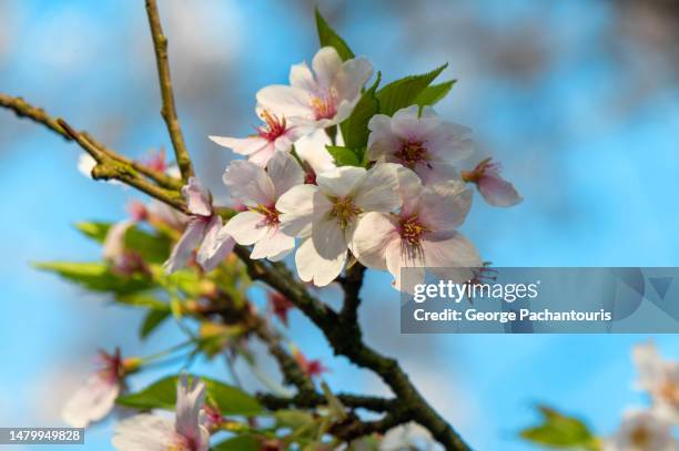 kawazu zakura cherry blossoms and buds close-up - march month stock pictures, royalty-free photos & images