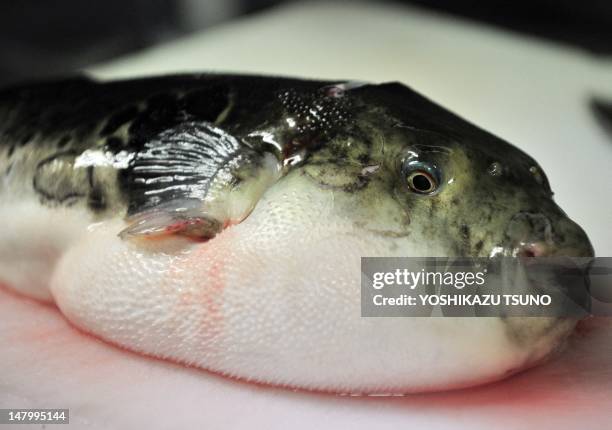 Photo taken on June 5, 2012 shows a pufferfish, known as fugu in Japan, on a chopping board to remove toxic internal organs at a Japanese restaurant...