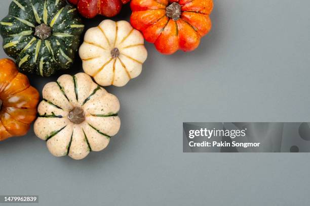 small pumpkins on a gray background with copy space for design. - gourd bildbanksfoton och bilder