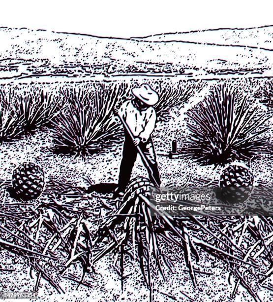 harvesting blue agave hearts with glitch technique - agave stock illustrations