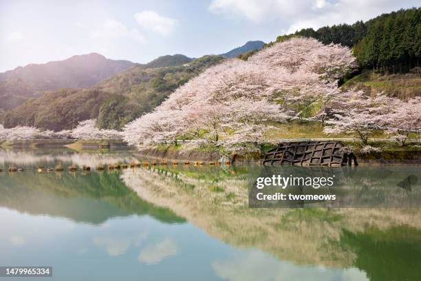 row of blooming cherry blossom trees by dam side with reflection. - japanese flower arrangement stock pictures, royalty-free photos & images