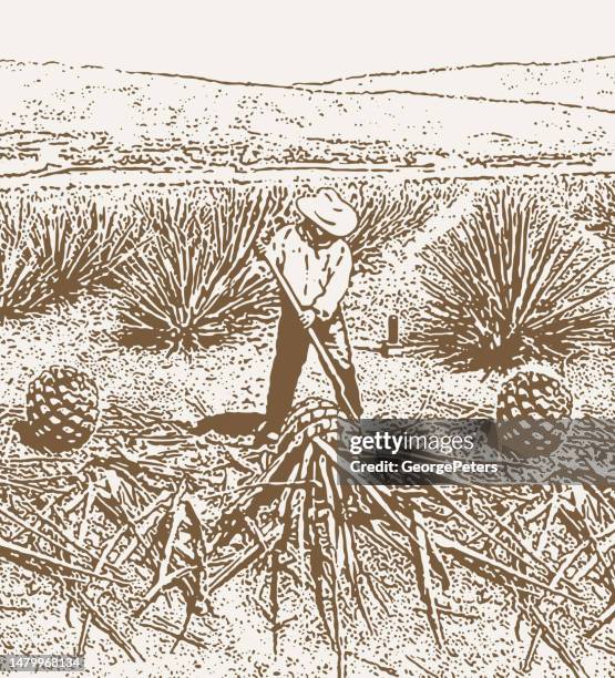 ilustrações, clipart, desenhos animados e ícones de homem colhendo corações de agave azul - tequila jalisco