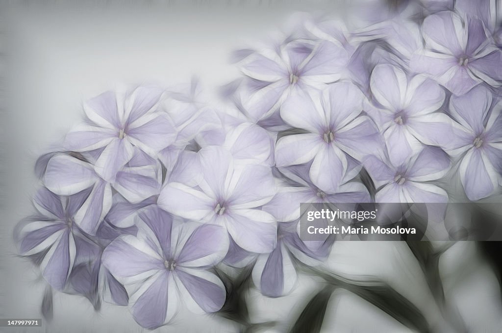 Phlox maculata 'Natascha'