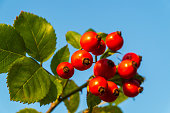 Ripe red rose hips on branch against a blue sky
