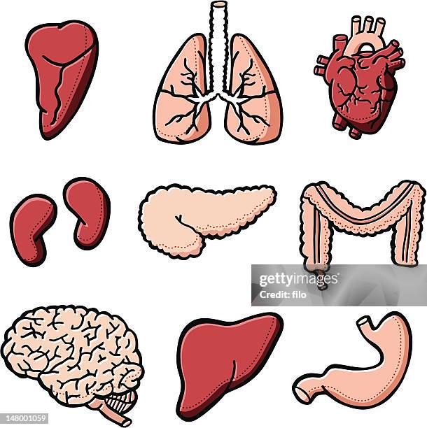 human internal organs - frontal lobe stock illustrations