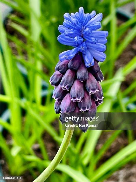 broad-leaved grape hyacinth flowers (muscari latifolium) in bloom and close up. - muscari latifolium stock pictures, royalty-free photos & images