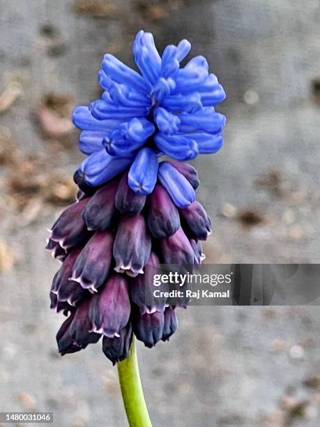 broad-leaved grape hyacinth flowers (muscari latifolium) in bloom and close up. - muscari latifolium stock pictures, royalty-free photos & images