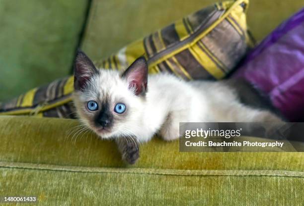 cute siamese kitten on a sofa - kitten - fotografias e filmes do acervo