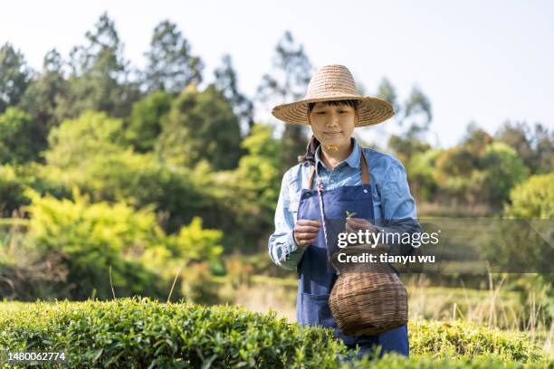 a female farmer is picking tea in a tea garden - green tea leaves stock pictures, royalty-free photos & images