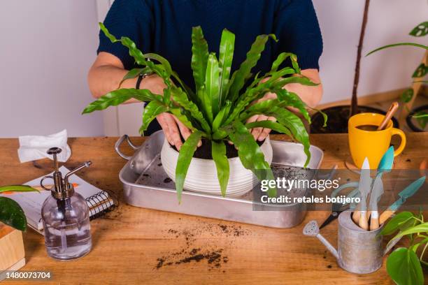 woman repotting a plant at home - bird's nest fern stock pictures, royalty-free photos & images