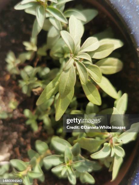 summer savory - summer savoury stock pictures, royalty-free photos & images