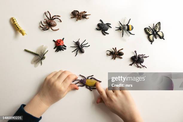 toddler playing with artificail insects indoors - gliederfüßer stock-fotos und bilder