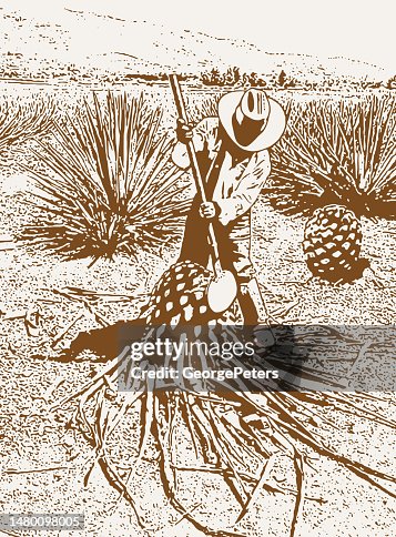 Man Harvesting Blue Agave hearts Man Harvesting Blue Agave hearts