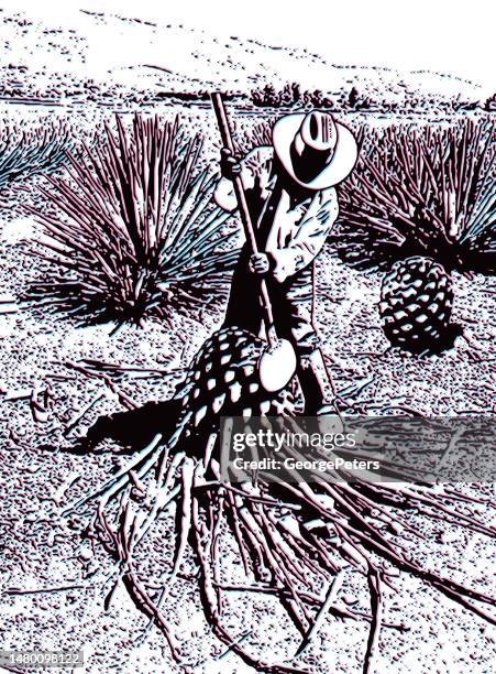 man harvesting blue agave hearts with glitch technique - agave field stock illustrations
