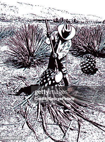 Man Harvesting Blue Agave hearts with Glitch Technique Man Harvesting Blue Agave hearts with Glitch Technique