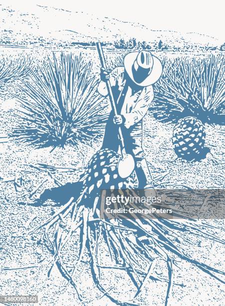 illustrazioni stock, clip art, cartoni animati e icone di tendenza di l'uomo che raccoglie i cuori di agave blu - distillazione