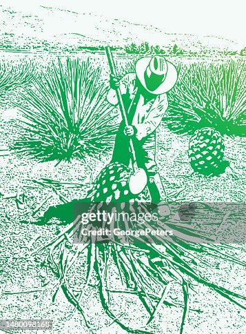 Man Harvesting Blue Agave hearts Man Harvesting Blue Agave hearts